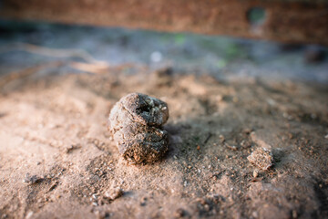 Fresh chicken poop close-up. Litter of domestic chickens