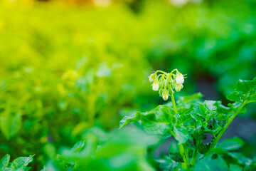 White flowers of a flowering potato close-up on a blurred background