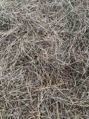 texture of hay