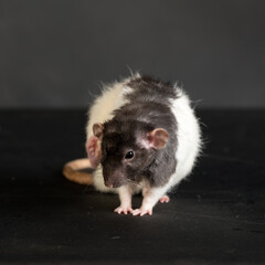 studio portrait of a rat