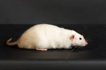 studio portrait of a white domestic rat