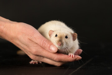 domestic rat on a black background