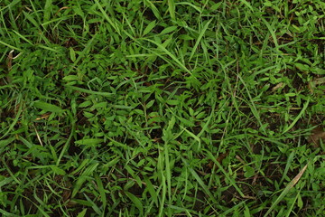 Background green leaves, plant of leaf green jungle nature, nice flower abstract green leaves and wallpaper, for design