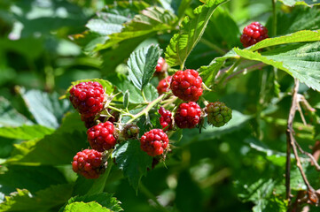 wild raspberries in the forest 
