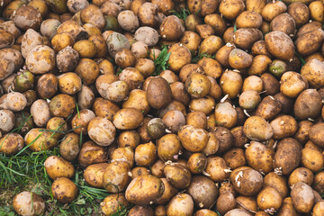 food waste on a compost heap