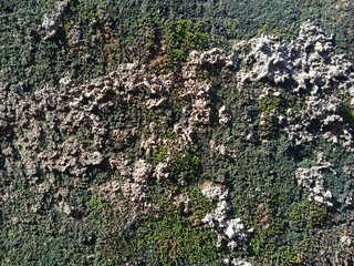 Rough wall texture mossy in the sun