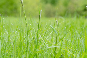 green grass with drops of water after rain,macro photo,background
