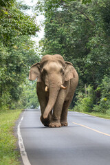 Naklejka na ściany i meble elephant walk on the way