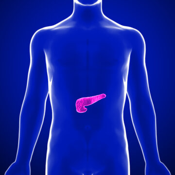 The pancreas is an organ of the digestive system and endocrine system of vertebrates. In humans, it is located in the abdomen behind the stomach and functions as a gland.	


