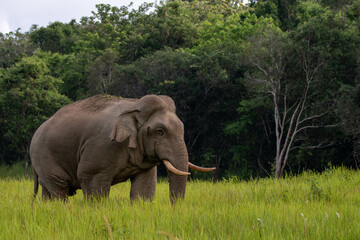 Fototapeta premium elephant walk in forest