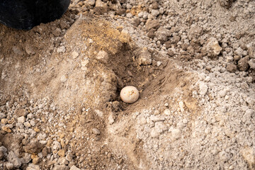 Fototapeta na wymiar planting potatoes under a shovel