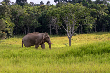 Fototapeta premium elephant walk in forest