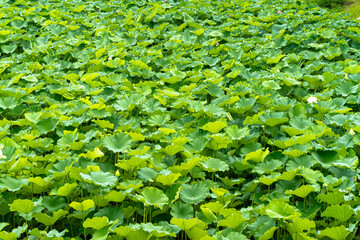 密集して成長する蓮の葉