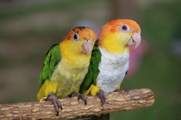 Fototapeta na wymiar red and yellow macaw ara ararauna