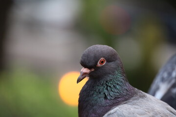 close up black pigeon in the park