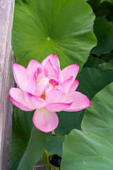 ピンクの蓮の花