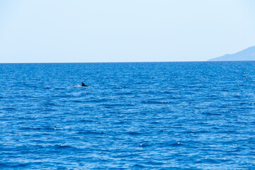 segel, delfin, fisch, rückenflosse, springen, springt, bug, schiff, boot © eremit08