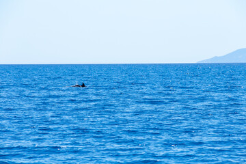 segel, delfin, fisch, rückenflosse, springen, springt, bug, schiff, boot © eremit08