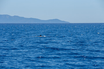 segel, delfin, fisch, rückenflosse, springen, springt, bug, schiff, boot © eremit08