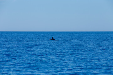 Delphin Schweinswal, Wal