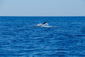 Delfin Tümmler springt