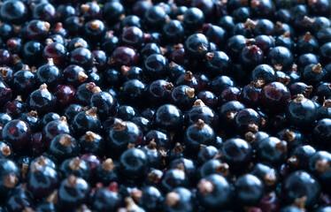 Seasonal berry close-up.Berry black currant.  Beautiful background with berries.
