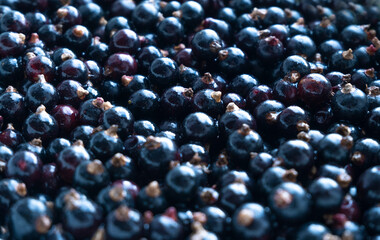 Berry black currant. Seasonal berry close-up. Beautiful background with berries.