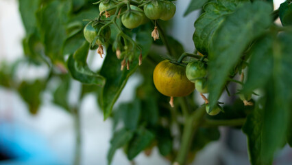 Tomato bush in a pot. Balcony garden. Harvest from the windowsill.