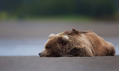 a coastal brown bear cub laying on the beach