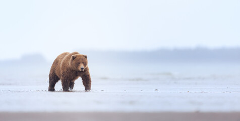 A coastal brown bear comes down the beach