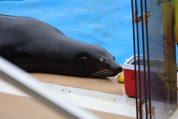 sea lion on the ocean park