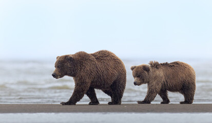 A coastal brown bear mom and cub walk in perfect unison on a sandbar © Donna Feledichuk