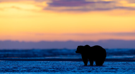  A coastal brown bear looks out into the ocean at sunrise