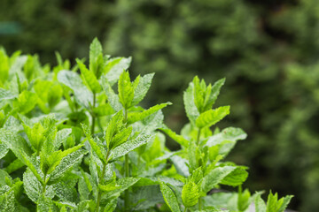 Mint plant growing in home garden. Green fresh mint leaves. Nature background.