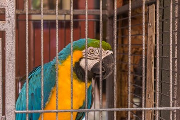 Macaw in San Juan, Puerto Rico