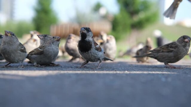 Hungry sparrows feeding breadcrumbs from brand pieces on the concrete pavement in a city park.