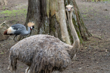 Ostrich at the San Francisco Zoo
