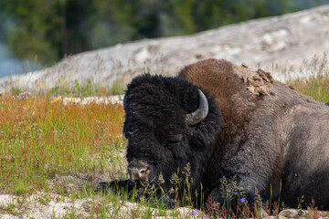 Fototapeta premium Bison in Yellowstone