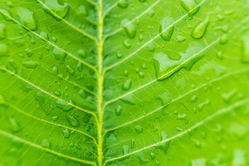 Fototapeta na wymiar Macro closeup of Beautiful fresh green leaf with drop of water in morning sunlight nature background.