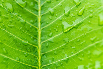 Macro closeup of Beautiful fresh green leaf with drop of water in morning sunlight nature background.