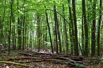 stacked brushwood in the wild forest 