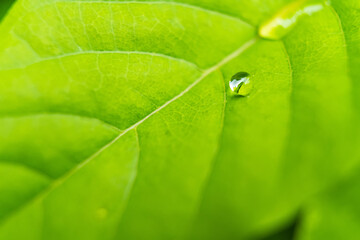 Macro closeup of Beautiful fresh green leaf with drop of water in morning sunlight nature background.