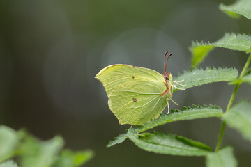 Motyl latolistek cytrynek na zielonym tle