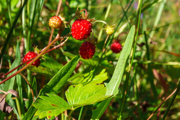 Tasty red wild strawberries