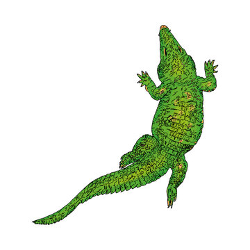 Isolated illustration of a crocodile on a white background. Reptile as a blank for a designer, logo, icon
