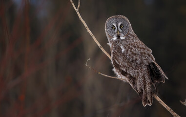A great gray owl perched in front of red willows