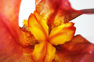 Fototapeta na wymiar Close up of a red iris flower macro shot