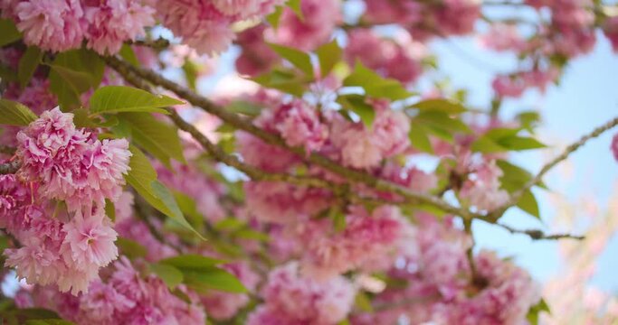 Close up branches with green leaves and pink flowers blooming. Sakura japanese cherry tree