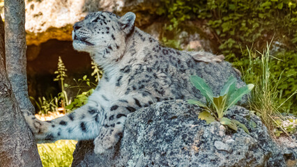 Panthera uncia, snow leopard, resting on a rock in the shadow