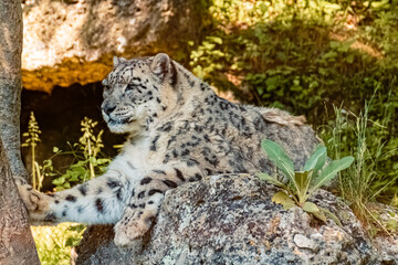 Panthera uncia, snow leopard, resting on a rock in the shadow